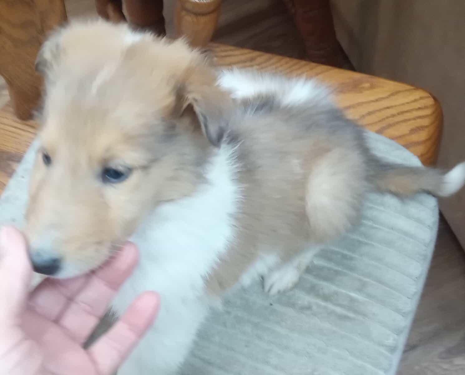 Beautiful Collie (Rough) Puppies image 4
