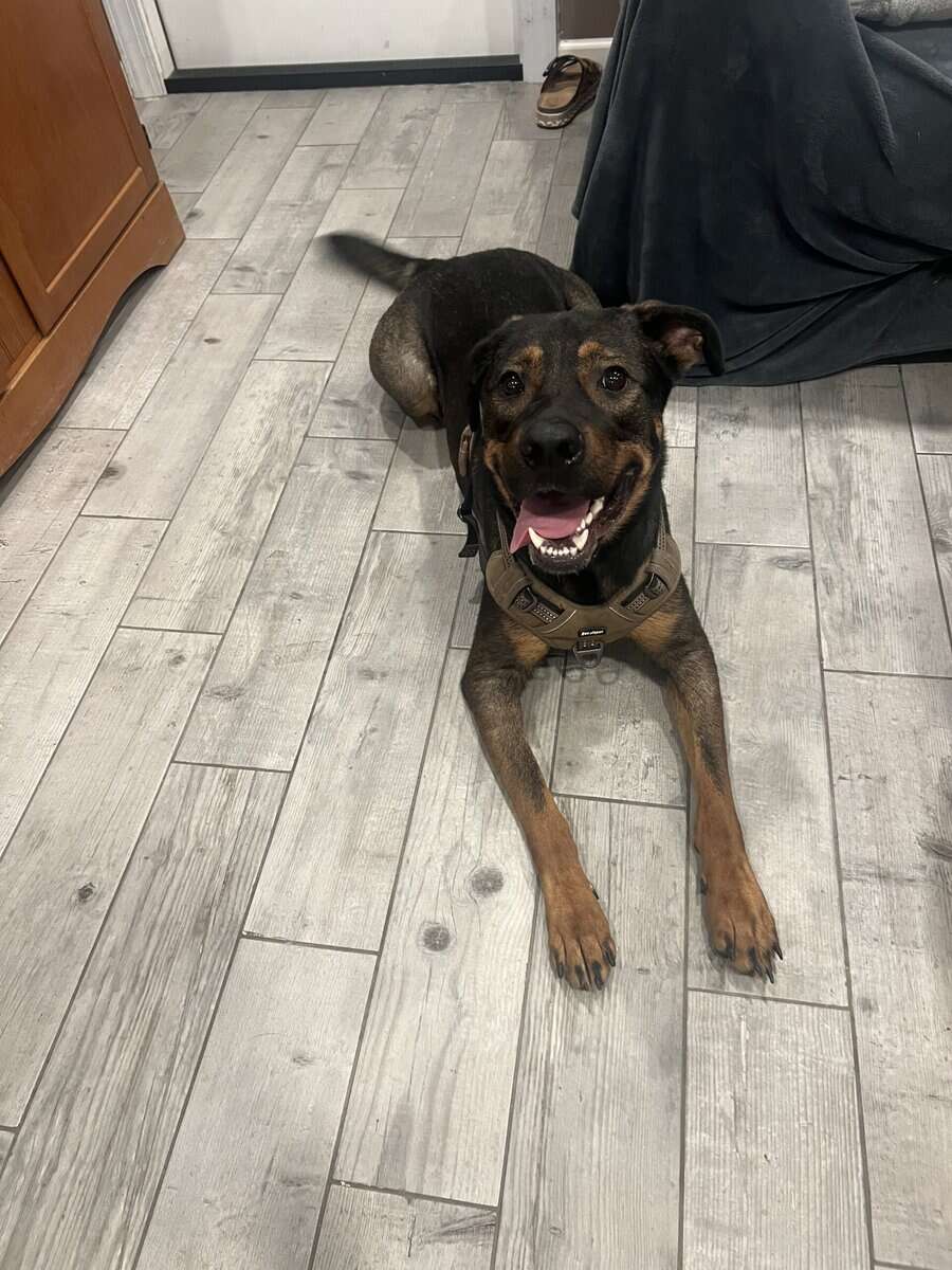 Meet Mike! The best boy. image 4