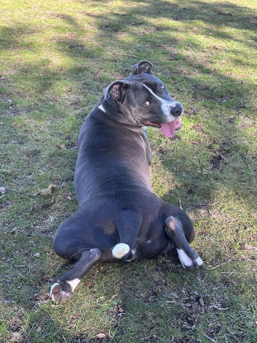 Sweet, energetic pup image 1