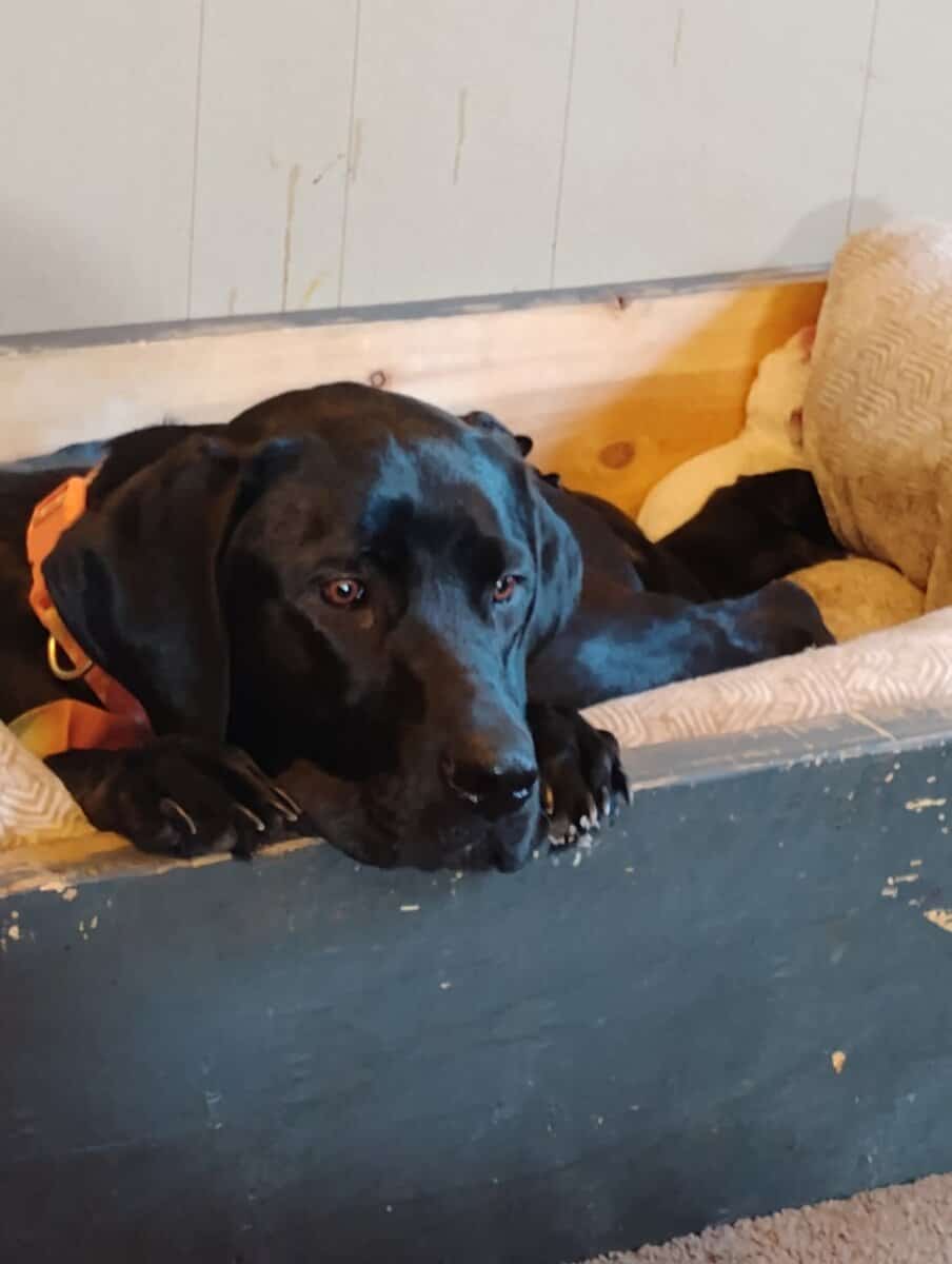 Black lab mix puppies image 14