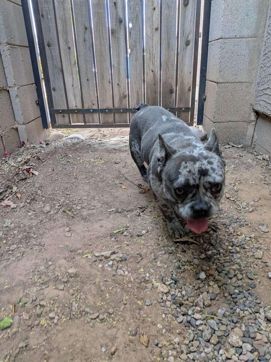 Female Frenchie - Sheila image 4