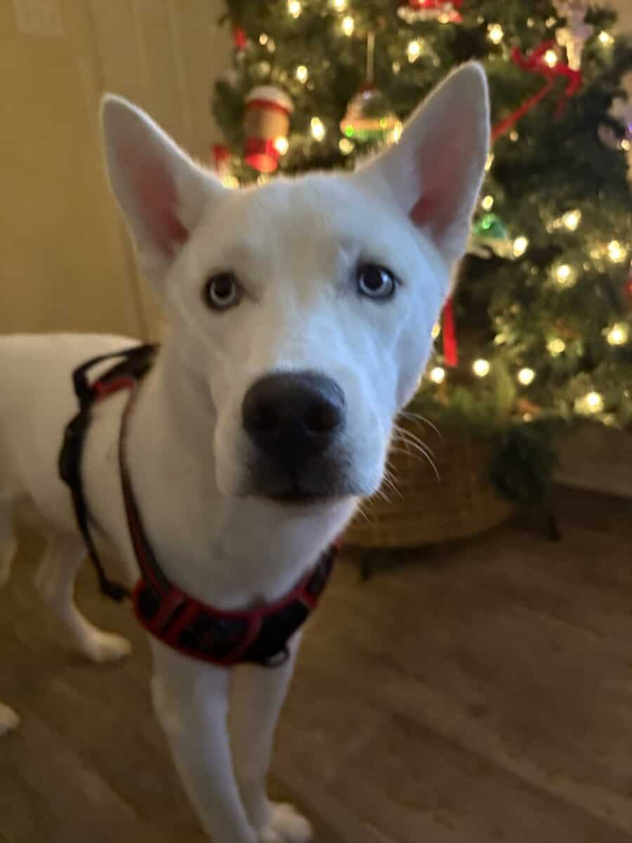 Rehoming our husky storm image 3