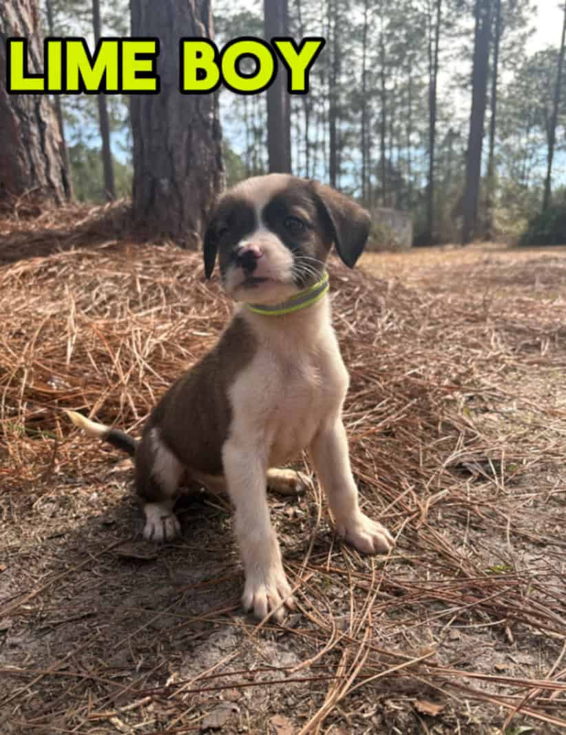 Aussie x Blackmouth Cur puppies for adoption image 17