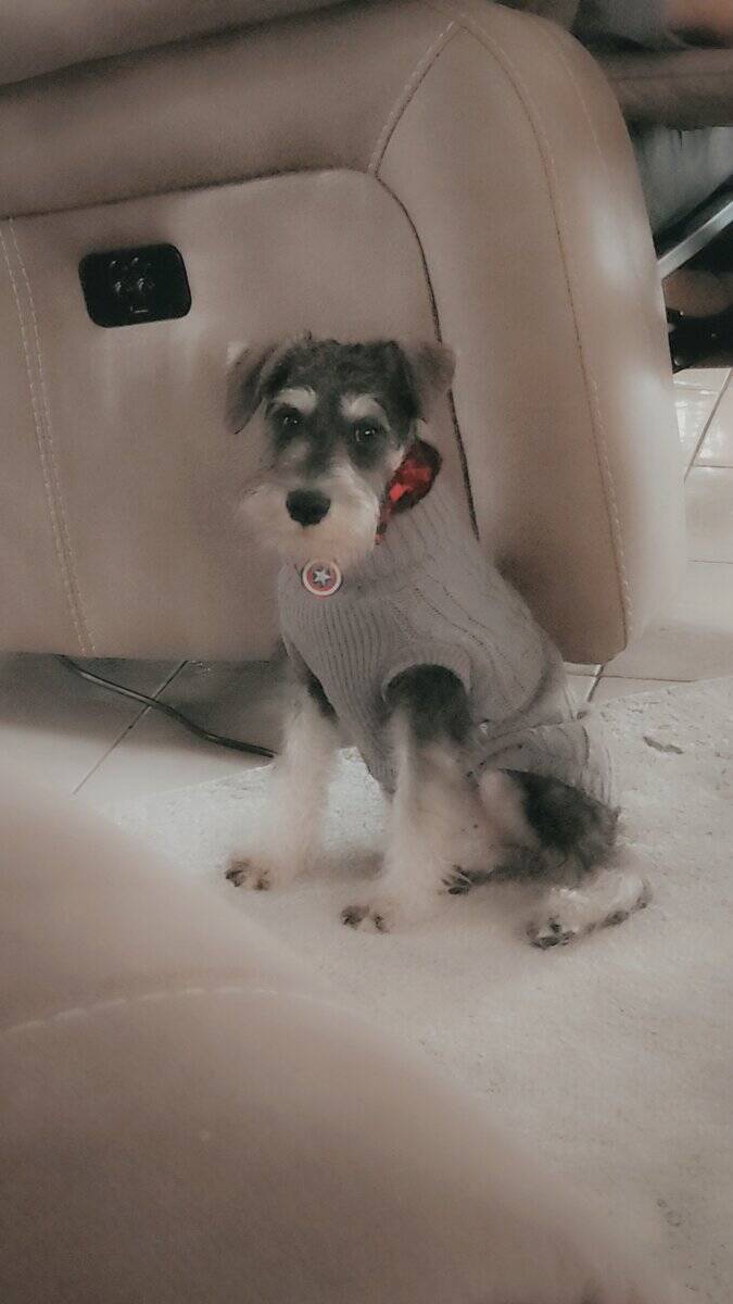 Mini schnauzer image 6