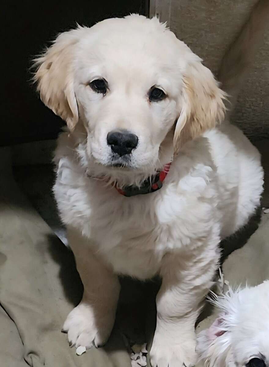 AKC Golden Retriever Puppies image 2