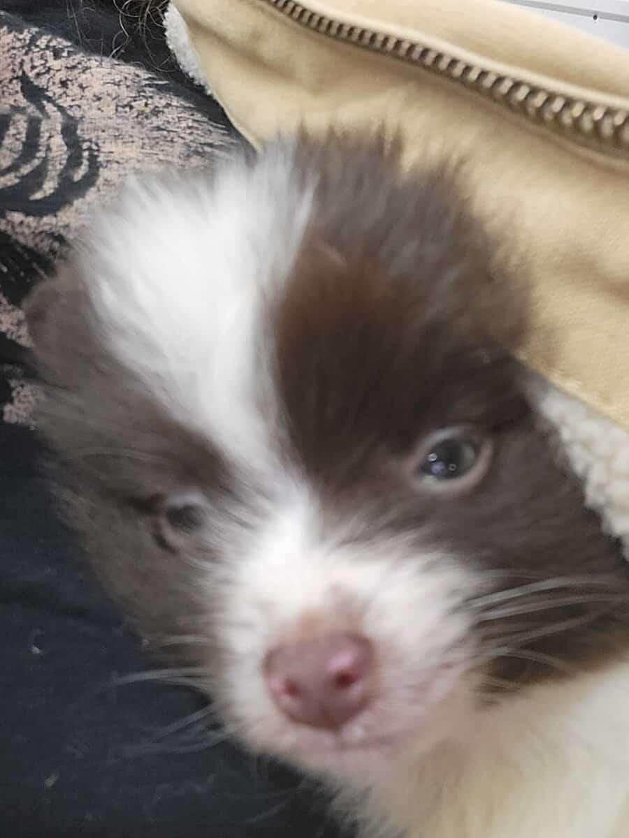 Pomeranian small and sweet image 1