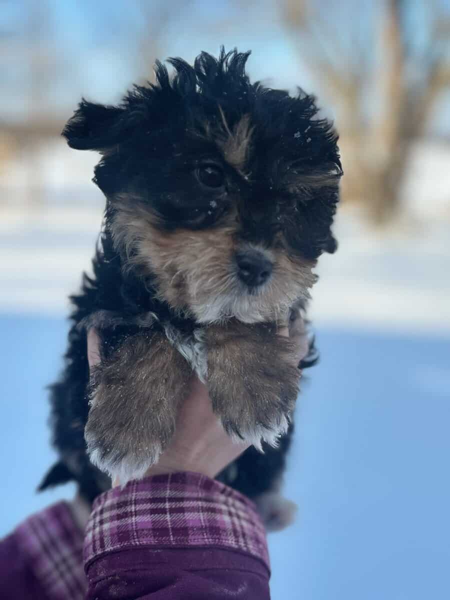 14 week male miniature aussiedoodle image 3