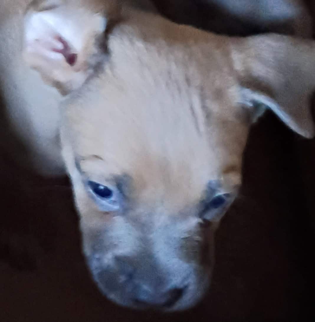 Pitbull puppies image 2