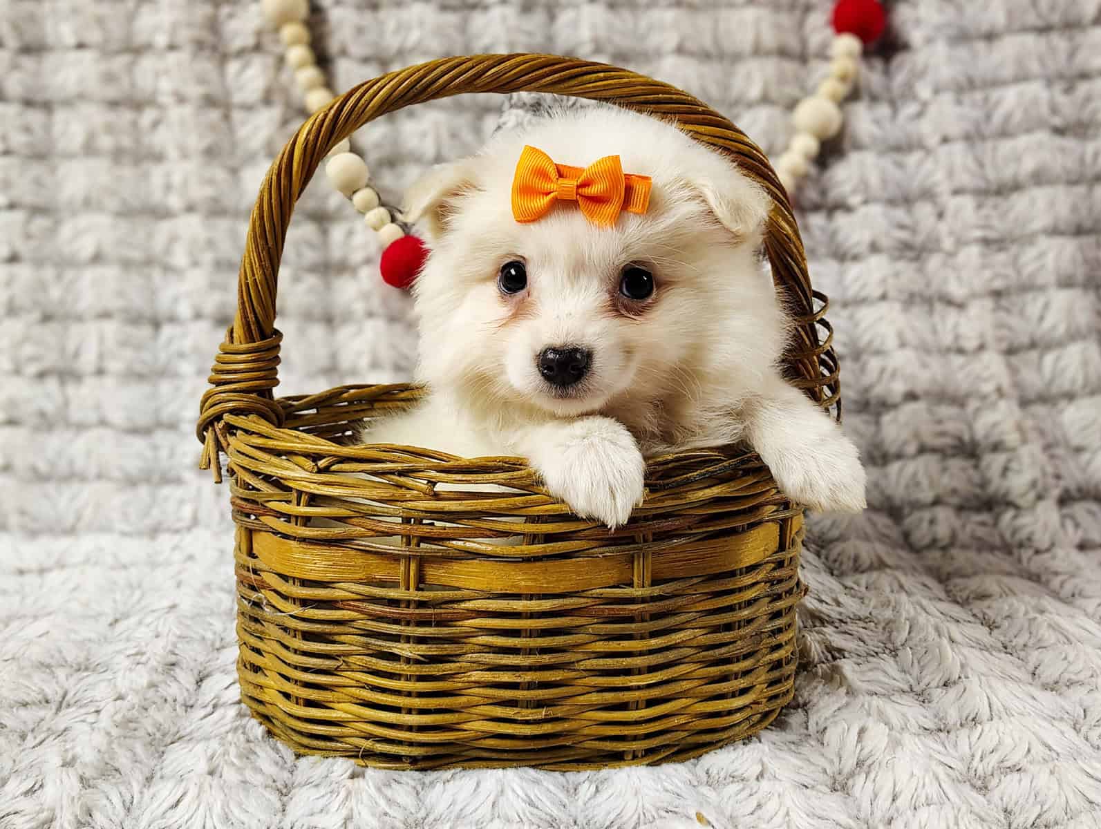 puppies, females available $350 Columbia city utd image 6