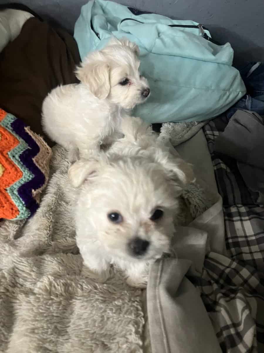 Male puppy image 2