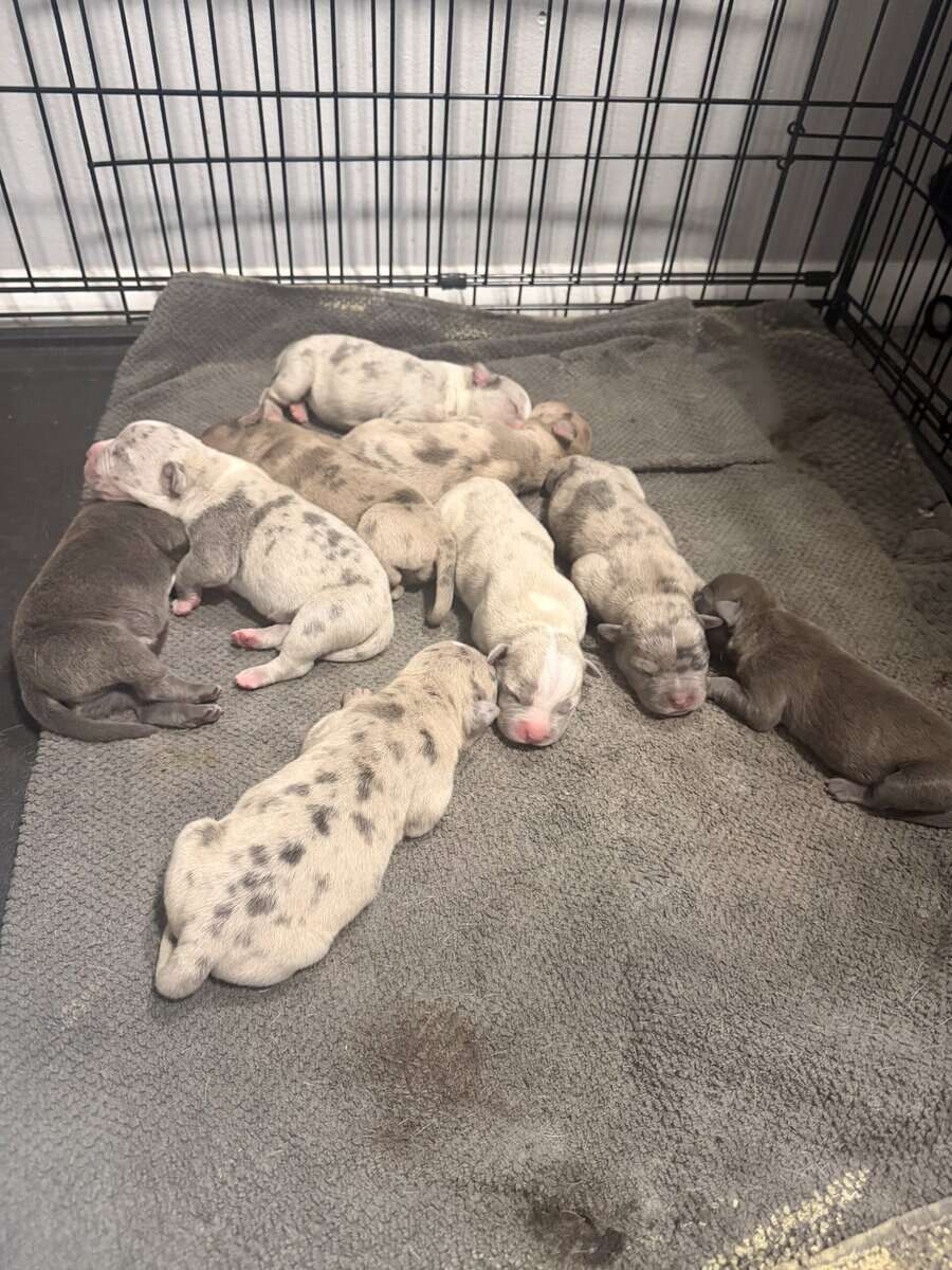 Exotic APB x XL Bully Puppies image 5
