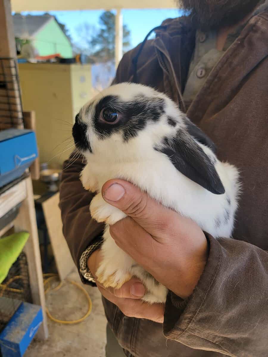 Bunnies image 2