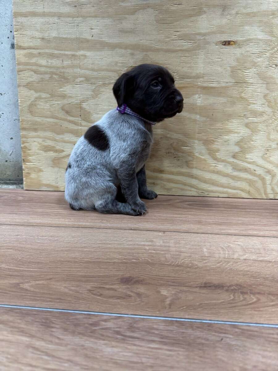AKC Registered GSP Puppies image 1