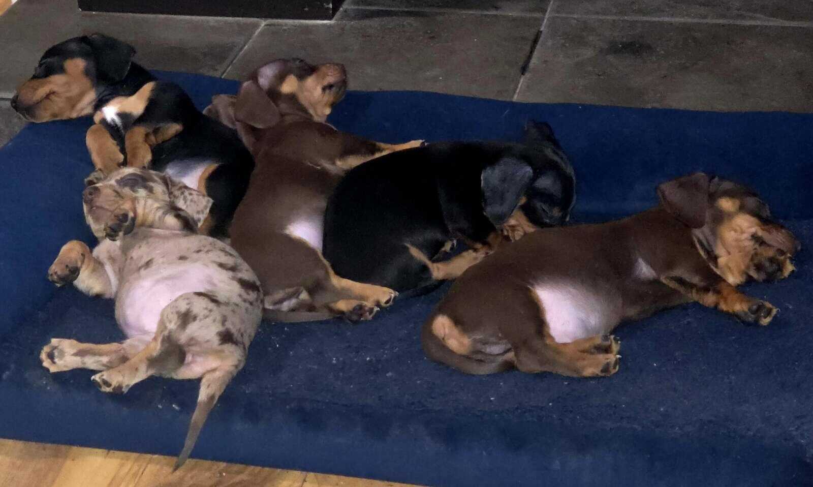 Chiweenie puppies image 7