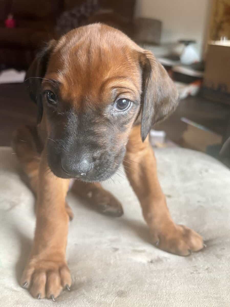 Rhodesian Ridgeback Puppies image 11