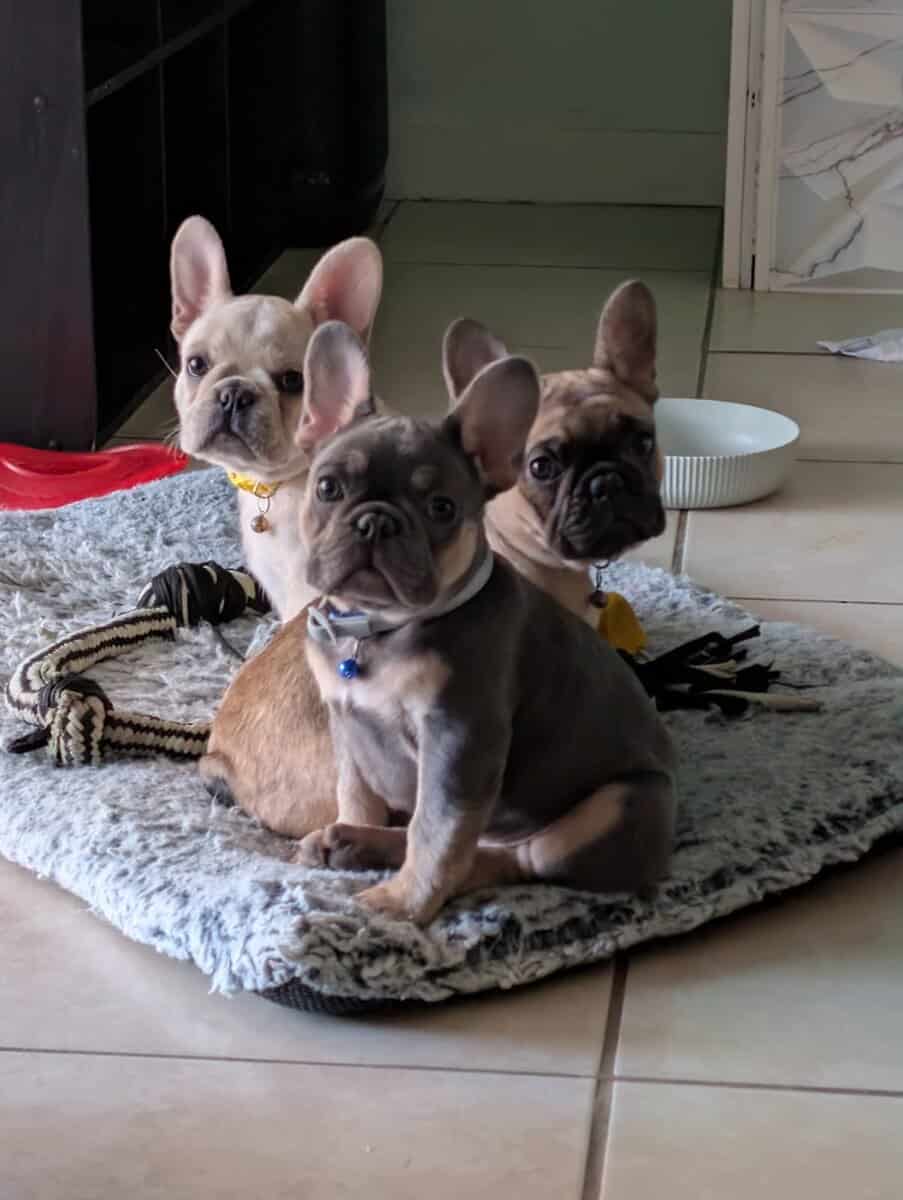 Frenchie Puppies image 4