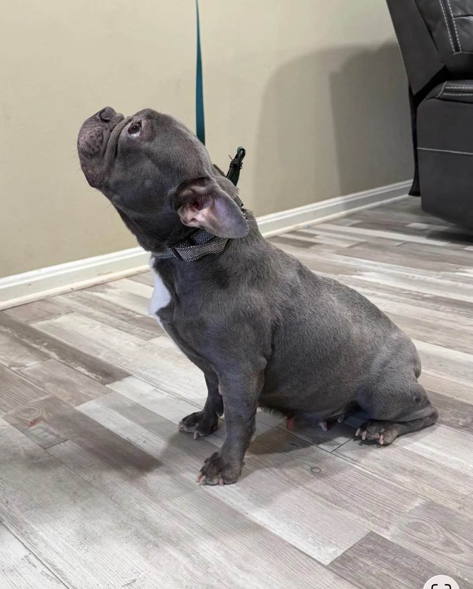 Loving 4-Year-Old French Bulldog – Raven – VA image 2