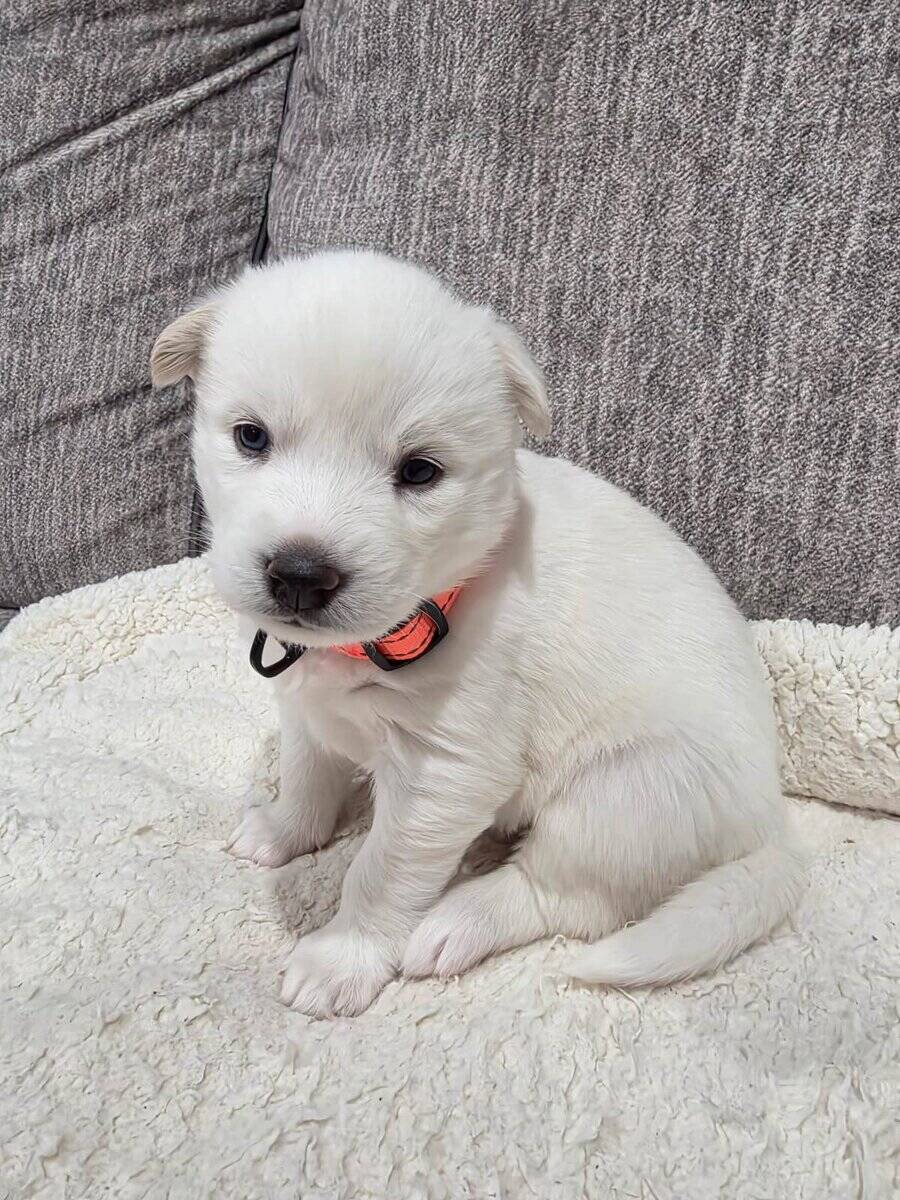 Siberian Husky puppy image 3
