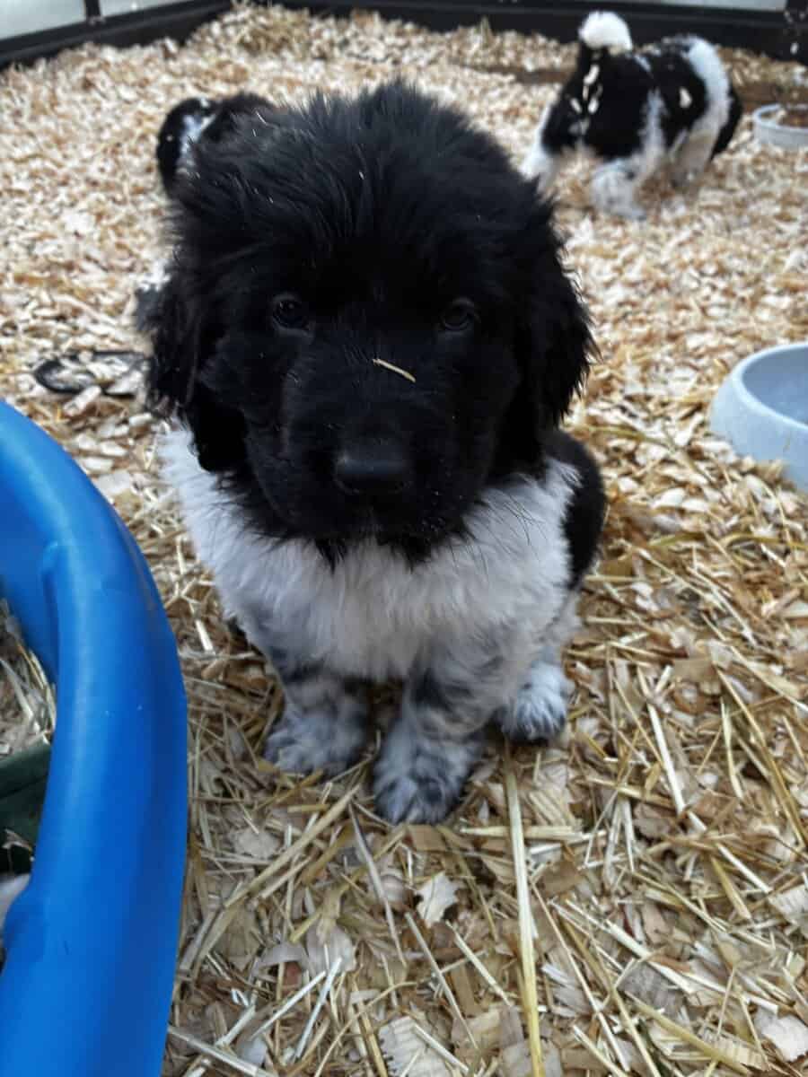 Newfoundland Lanseer Puppies image 3