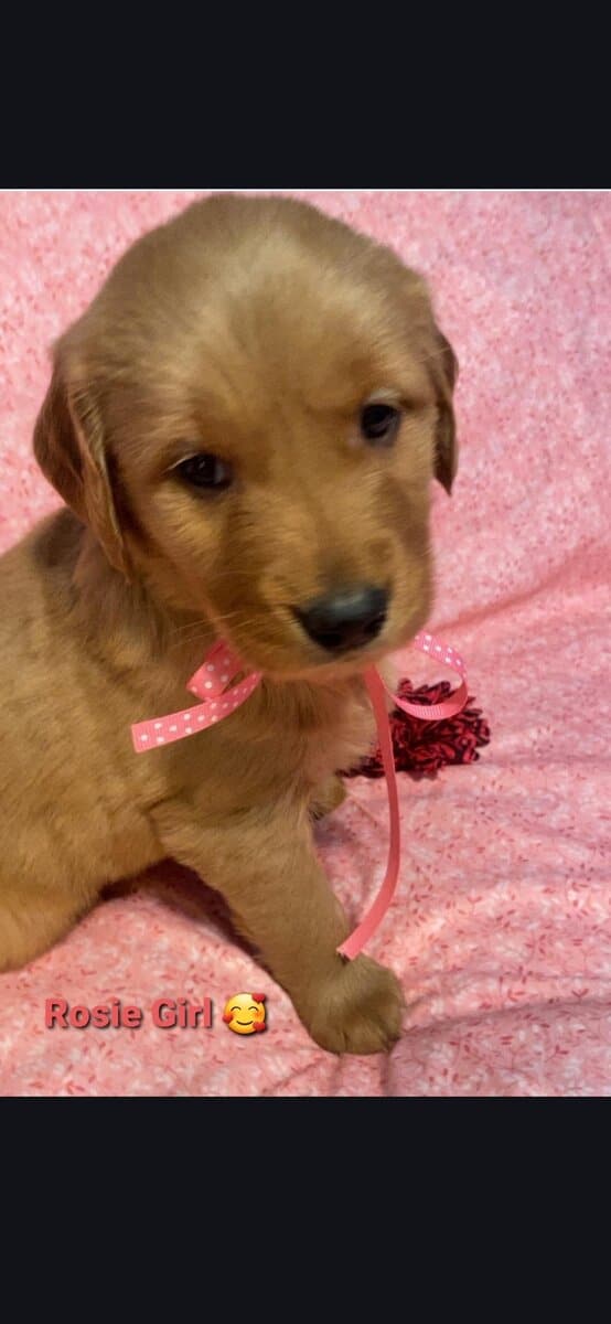 Golden retriever image 1