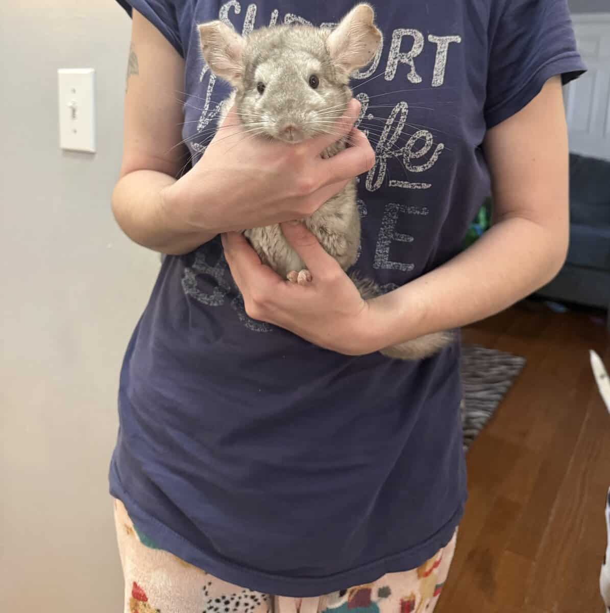 Chinchillas image 4