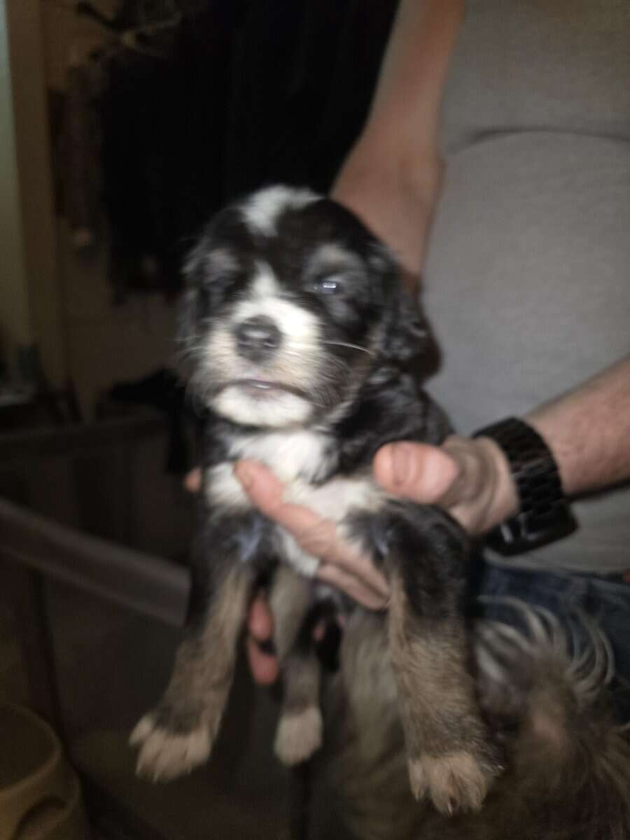 Labradoodle hybrid needs forever home image 6