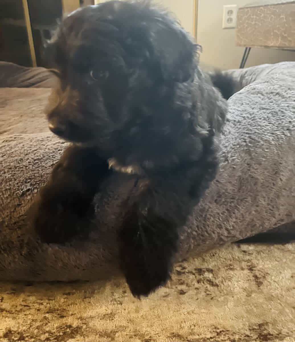 Tiny adorable Aussie doodle puppy image 2
