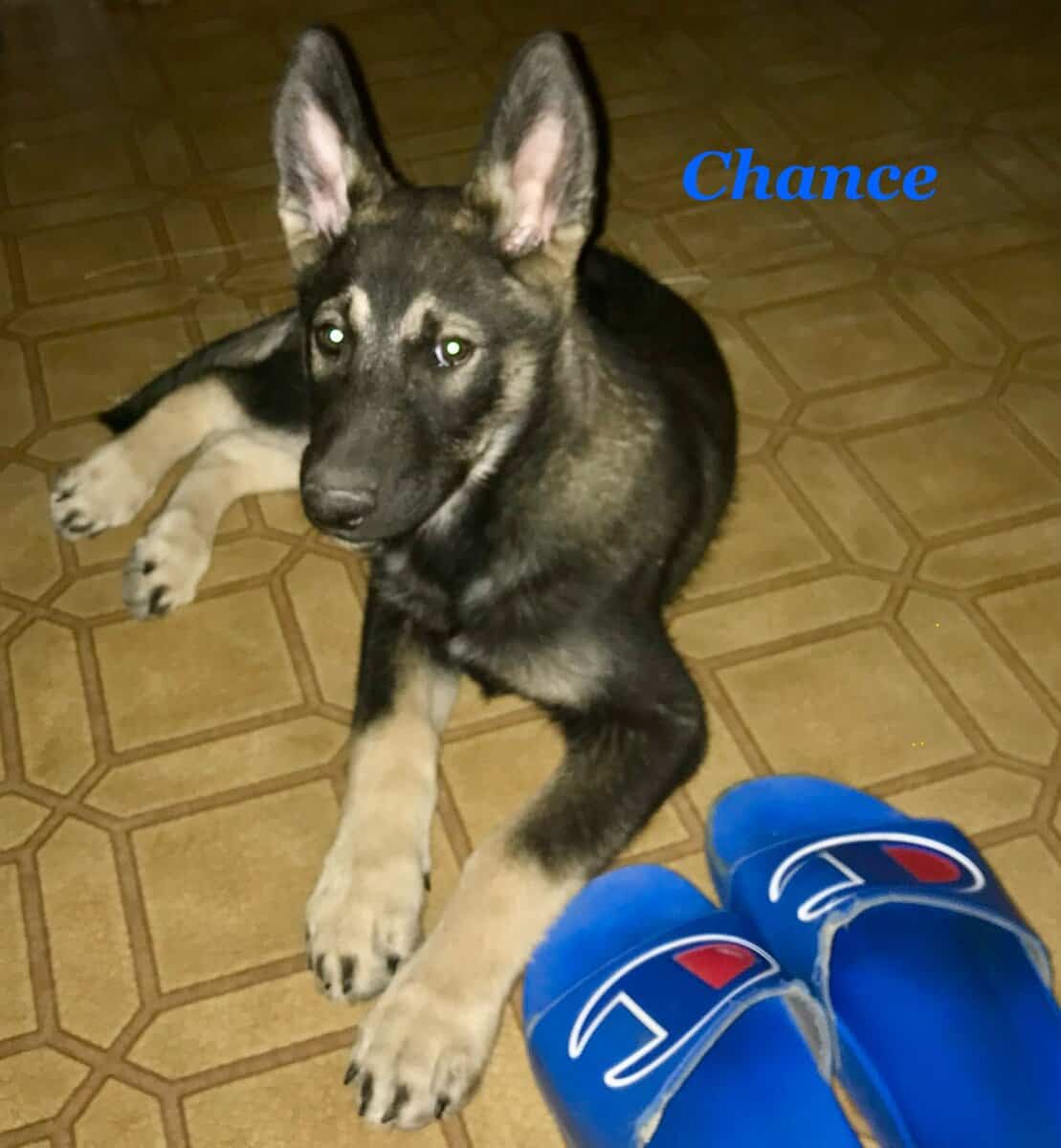 German Shepherd image 1