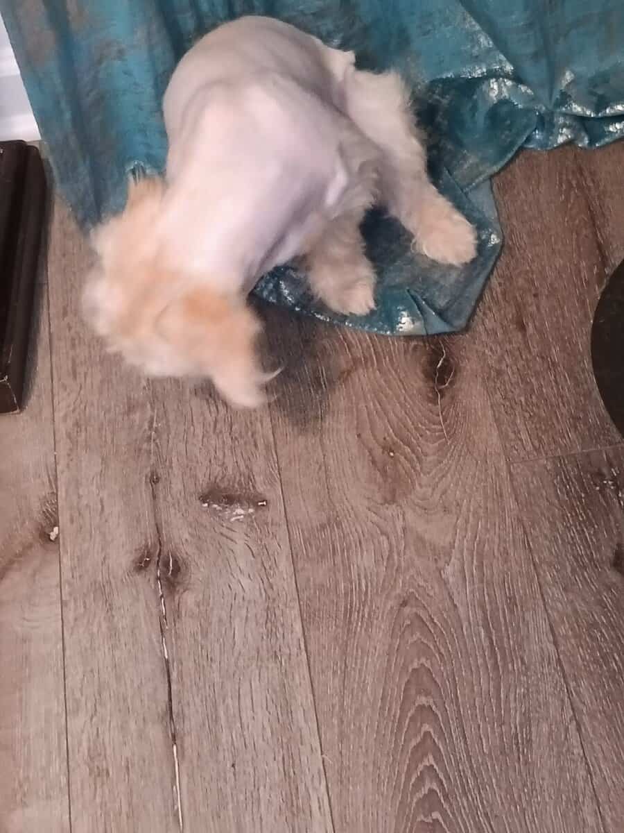 Male Maltese poodle pup image 4