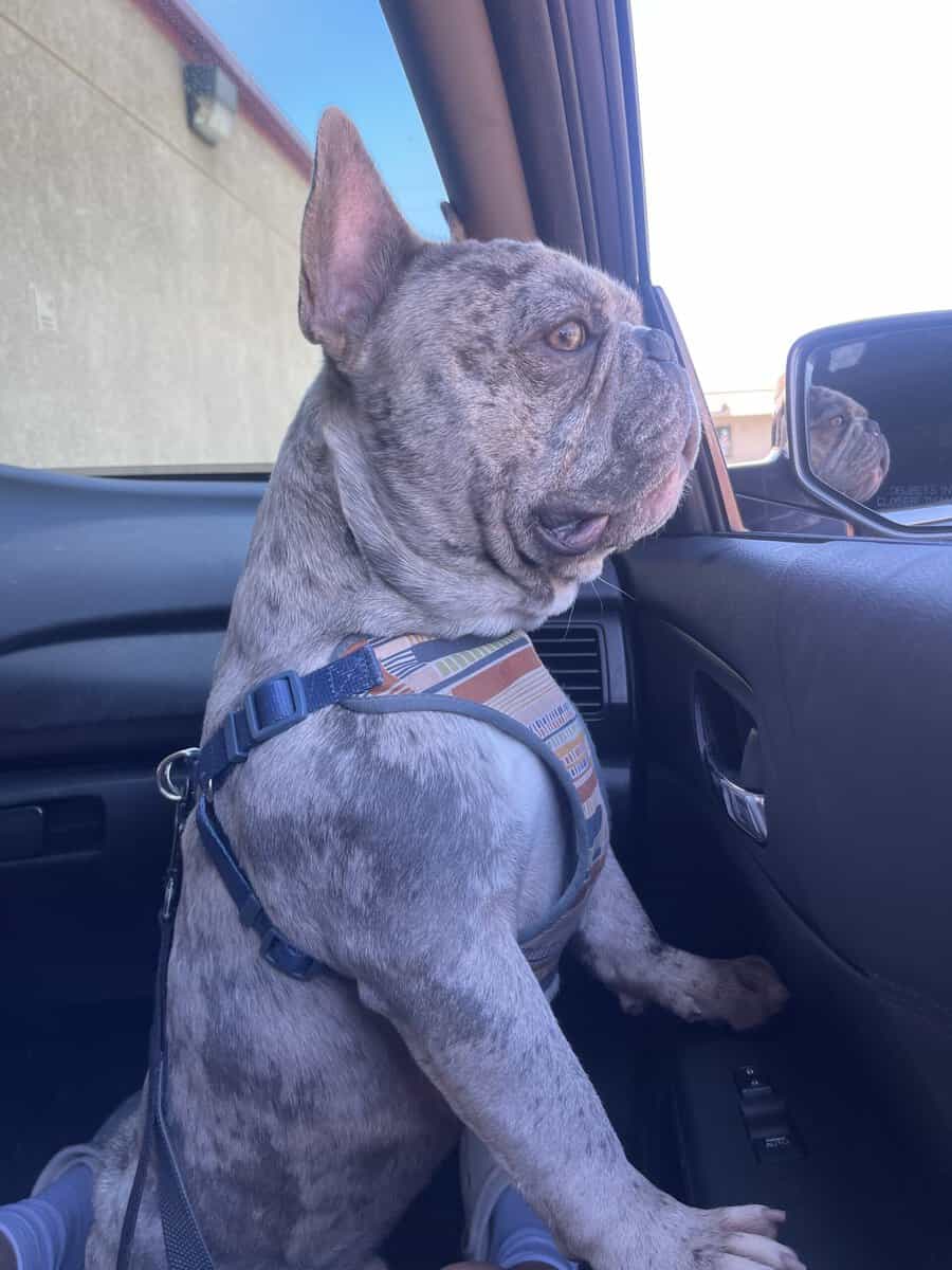 Merle Pocket Bully French Bulldog Male 7yrs image 6