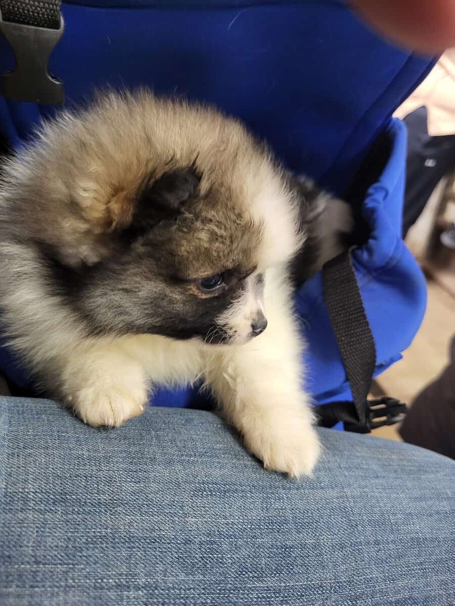 Pomeranian small and sweet image 2
