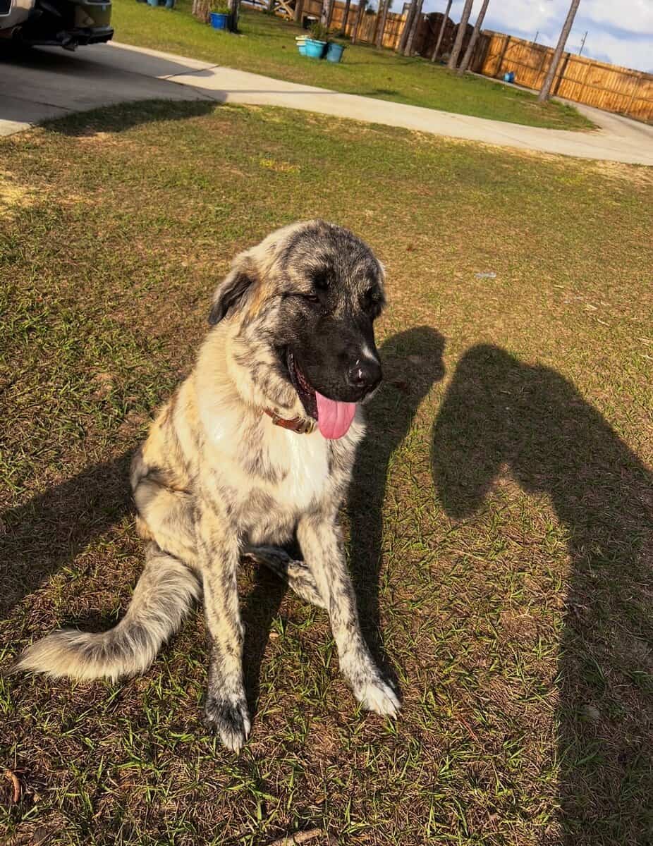 10 Anatolian Shepherd x Belgian Malinois Puppies image 12