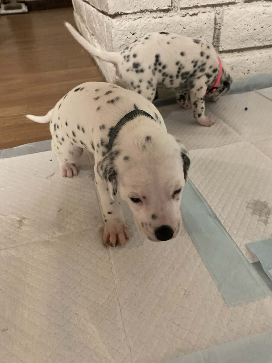 Dalmatian puppies image 11