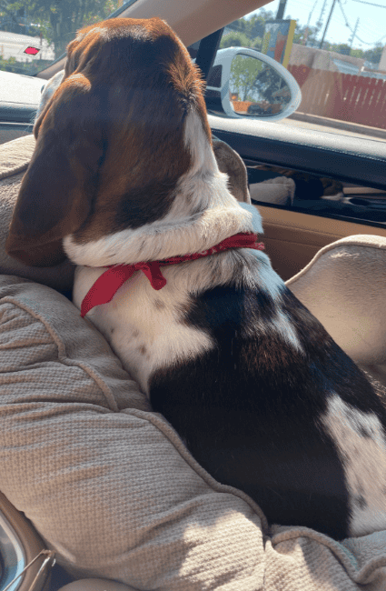 FREE Basset Hound "Rufus" image 2