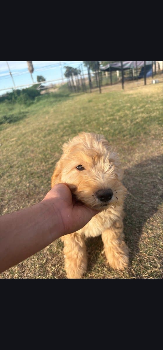 Sushi - Home raised Female F1B Goldendoodle image 4