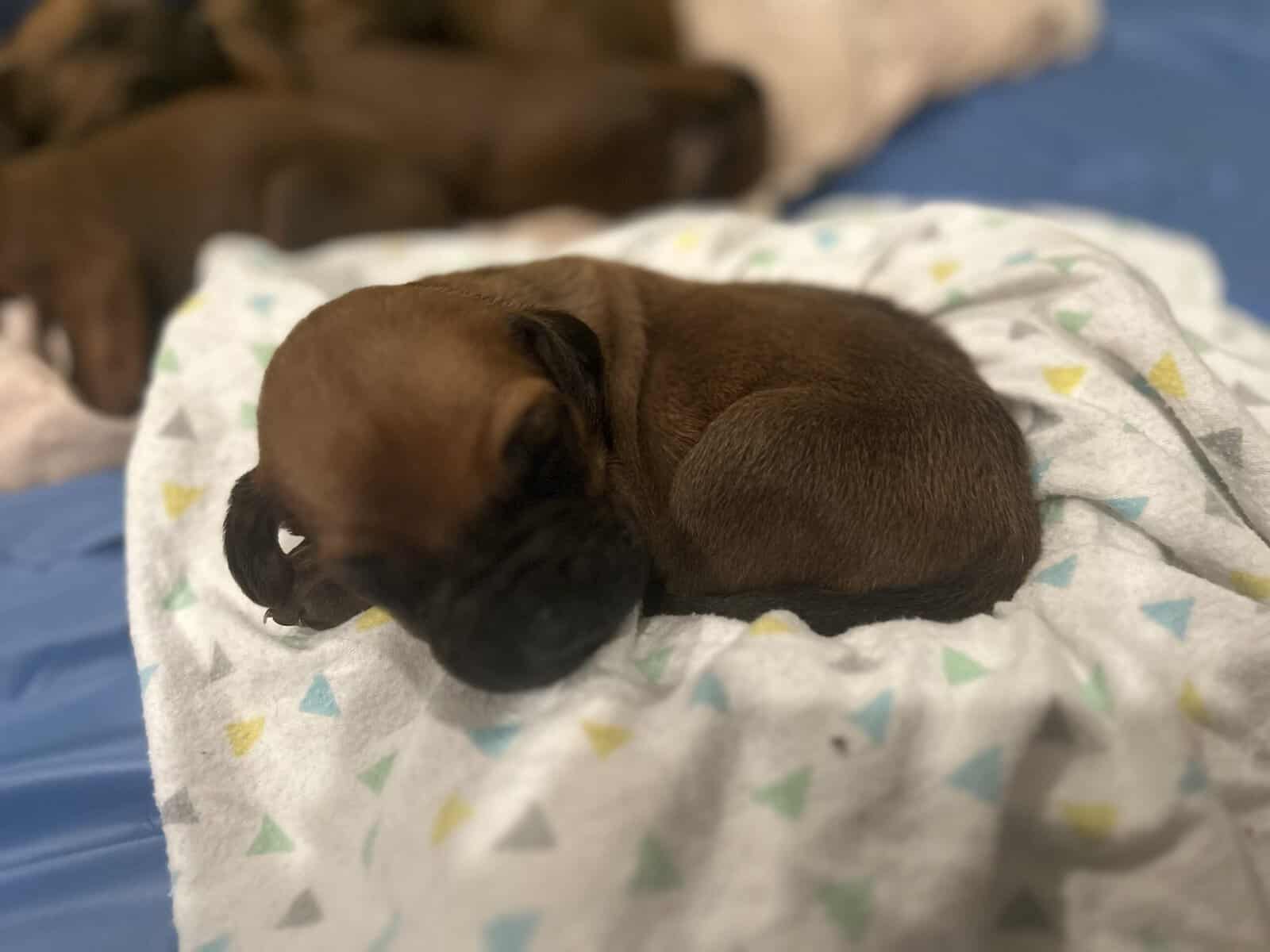 Rhodesian Ridgeback Puppies image 13