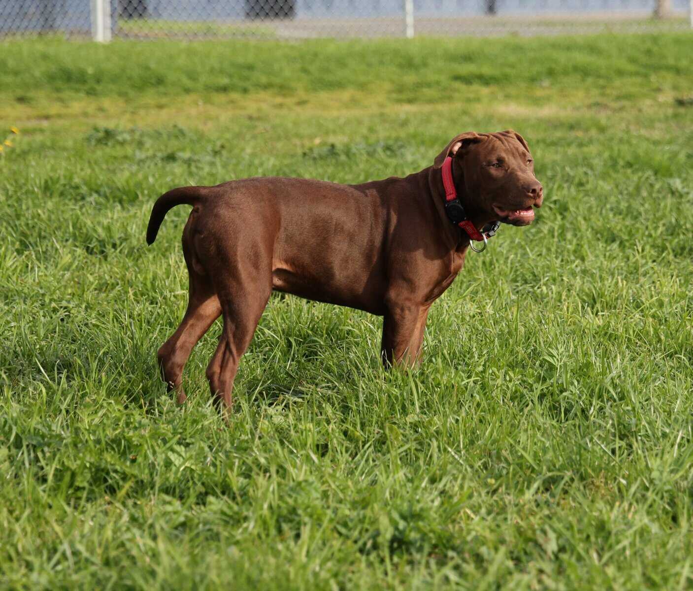 Red Nose American Pit Bull Terrier puppies image 4