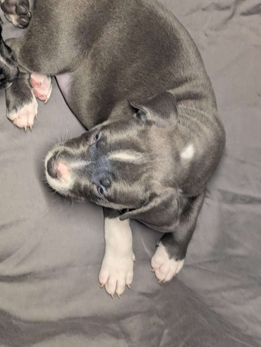 American Pitbull Terrier Puppies image 3
