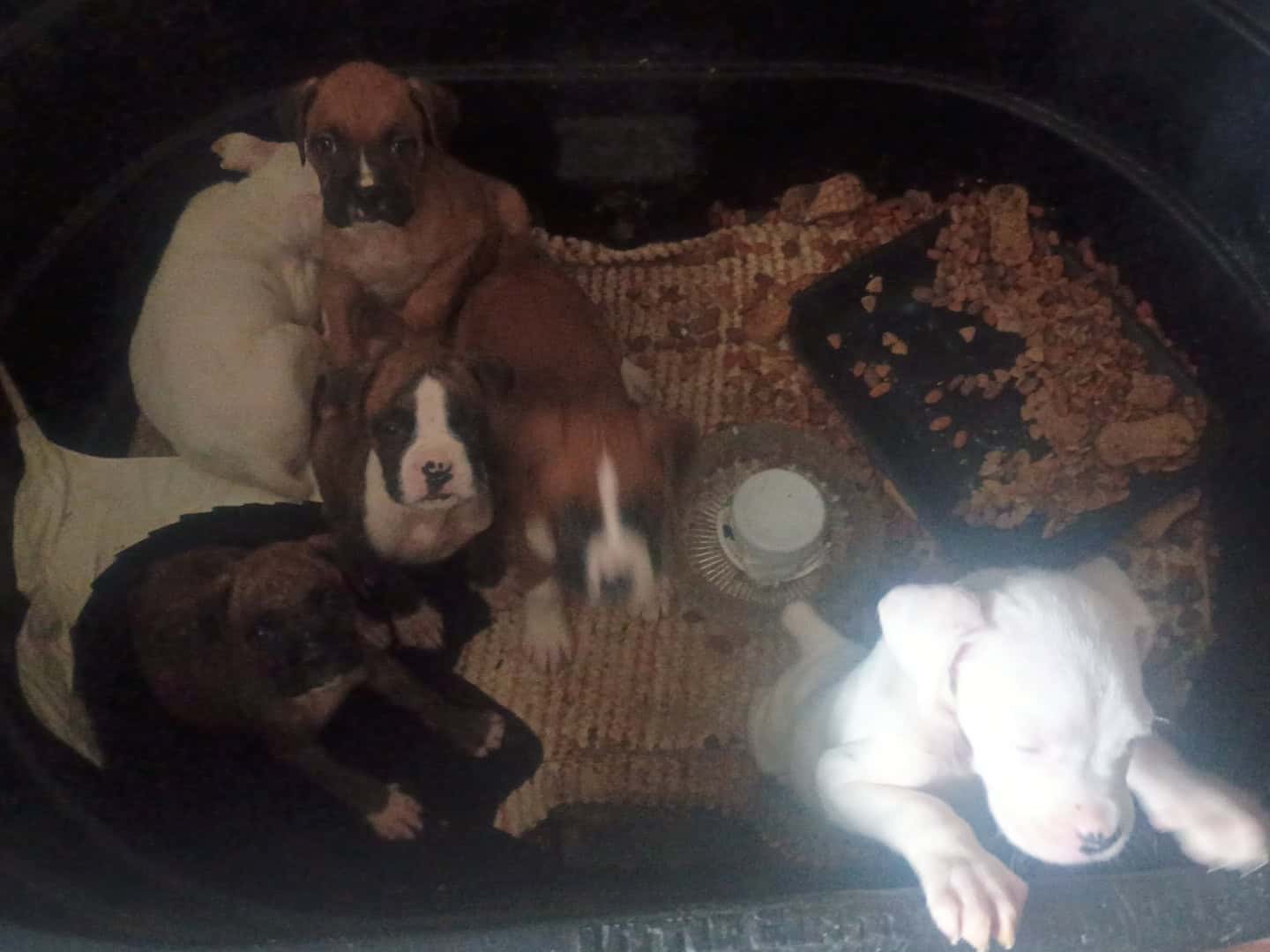 3p ranch n kennels image 1