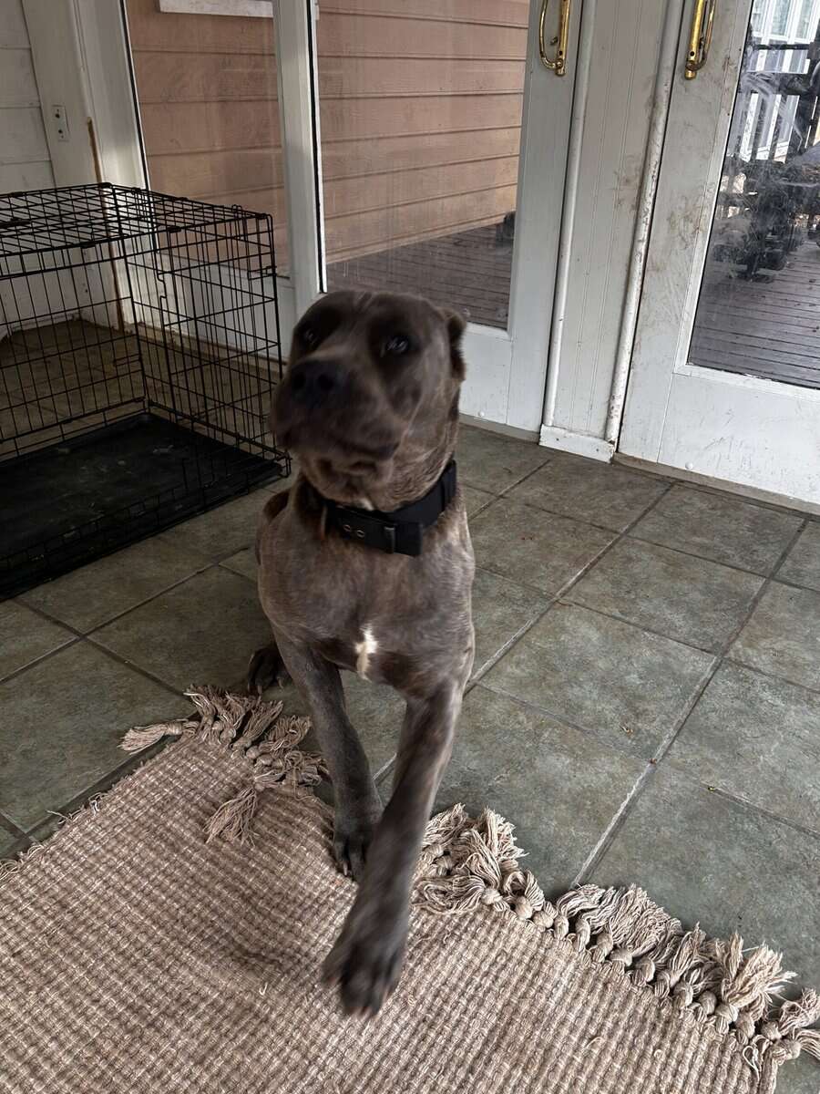 Female Cane Corso image 5