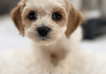Cavapoo cockapo puppies