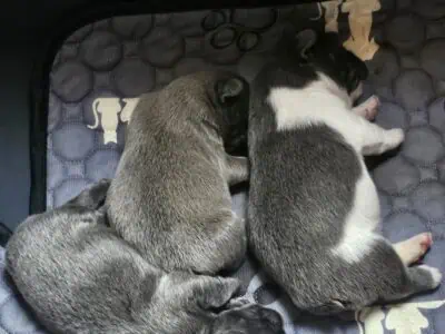 Fluffy French bulldog puppies