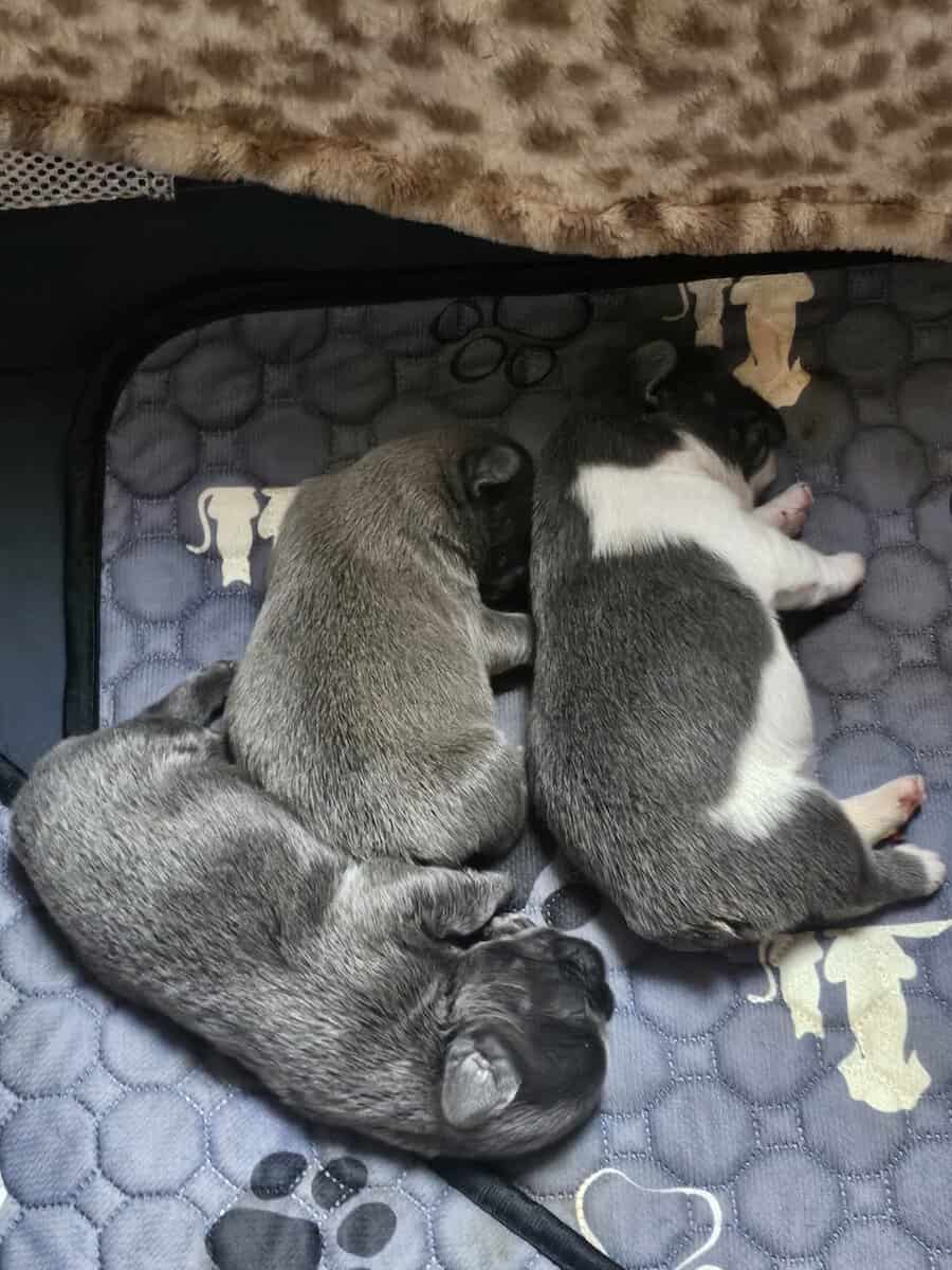 Fluffy French bulldog puppies image 1