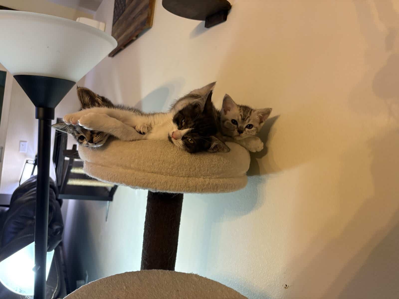 10 week old Kittens image 4