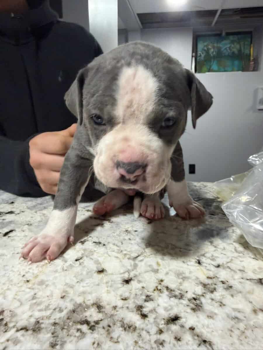 American Bully puppies image 3