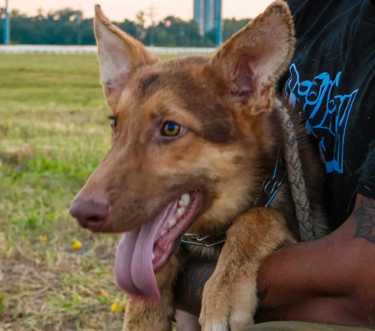 Meet Stewie (rare colored) image 1