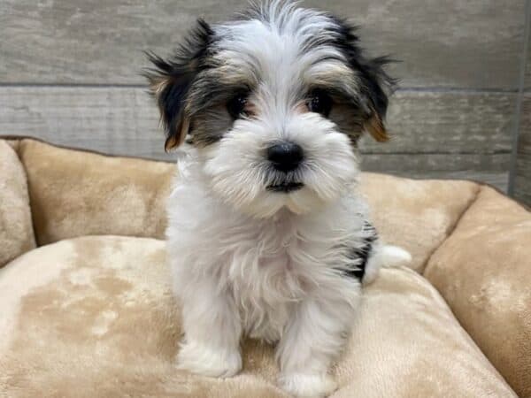 Loving puppies image 7