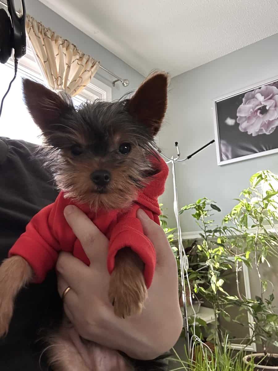 Yorkshire terrier puppy image 1