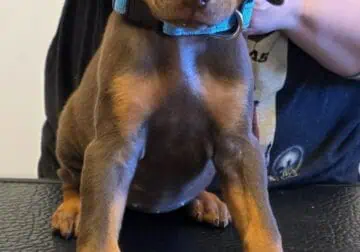 Doberman Pinscher Puppies