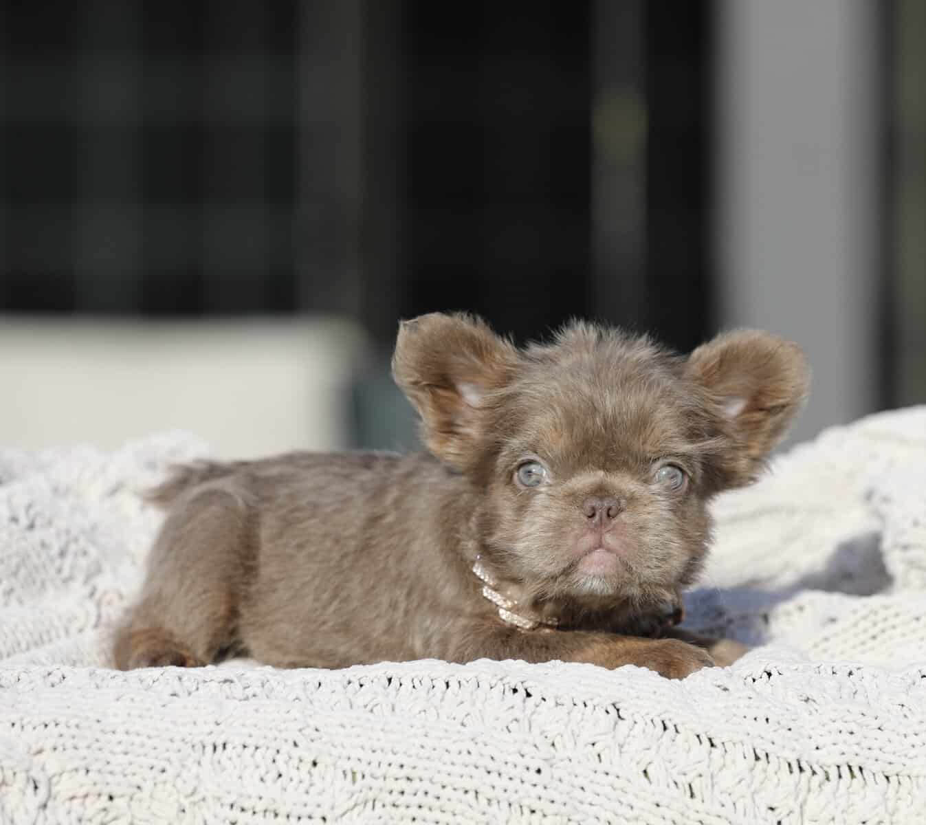 French Bulldog girls image 3